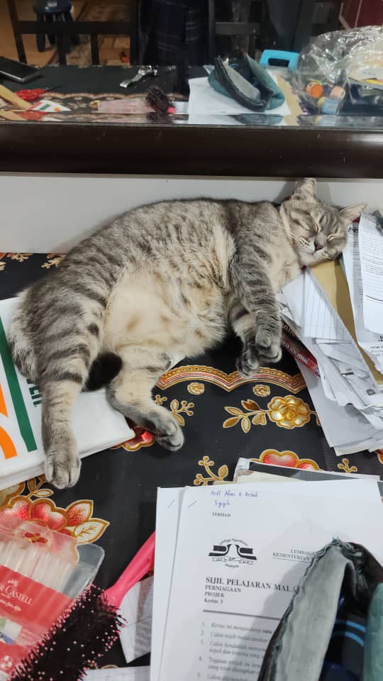 “A fat, gloriously round cat lies in the center of the frame, completely asleep and absolutely unbothered by the world, looking like it just finished leading the entire innovation event by doing nothing. Its belly rises like a soft mountain of wisdom, symbolizing the real spirit of student innovation — calm, chubby, and deeply committed to conserving energy. Around this majestic napper, the vibes of KVKS 2025 radiate pure student chaos. An Among Us character stands nearby, bold and colorful, representing teamwork, mystery, and that one group member who disappears halfway through the project but still shows up for the presentation. The crewmate’s blank face says it all: ‘I might be the imposter, but at least I’m here.’ Meanwhile, a chill dude with headphones sits in the background, lost in his own world of music and ideas — maybe brainstorming, maybe just vibing, no one really knows. His face says focus, but his playlist says otherwise. Together, this unlikely trio — the sleeping cat, the sus crewmate, and the headphone hero — perfectly capture the essence of Aktiviti Inovasi Pelajar KVKS 2025. It’s not about perfection; it’s about personality, procrastination, and passion disguised as panic. This image tells the story of students who mix creativity, confusion, and caffeine into something that somehow still counts as innovation. Every element here screams, ‘We tried… and somehow, it worked.’ It’s a visual representation of the pure, unfiltered, slightly chaotic genius that defines KVKS — proof that innovation can come from kolej vokasional anywhere, even from a nap.”